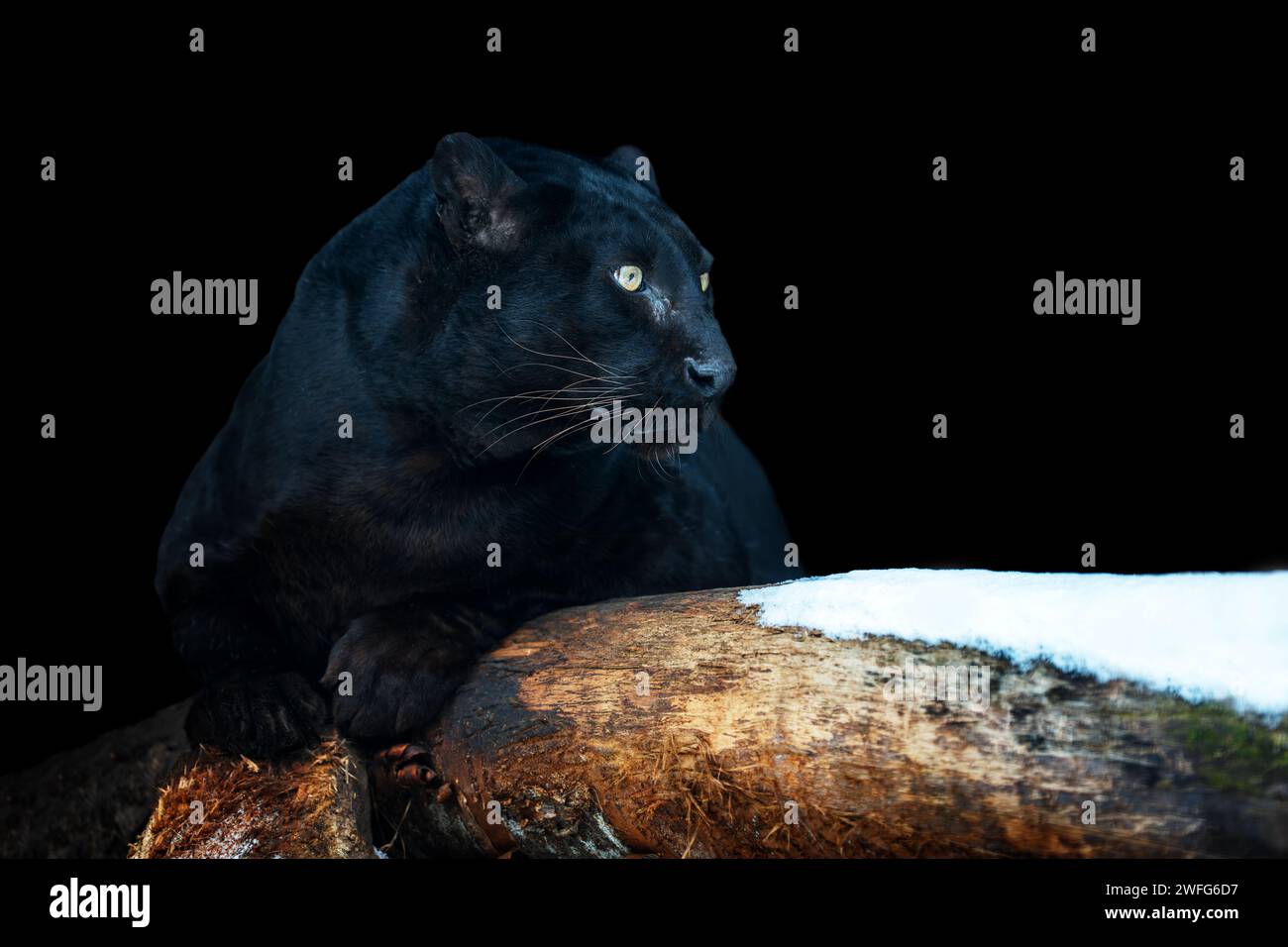 Close up adult black leopard. Animal on dark background Stock Photo