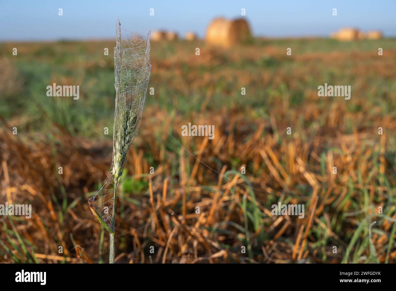 An ear of wheat in dew and cobwebs against the background of haystacks. Cut stems of cereal crops. dried grass clippings are collected in stacks. food Stock Photo