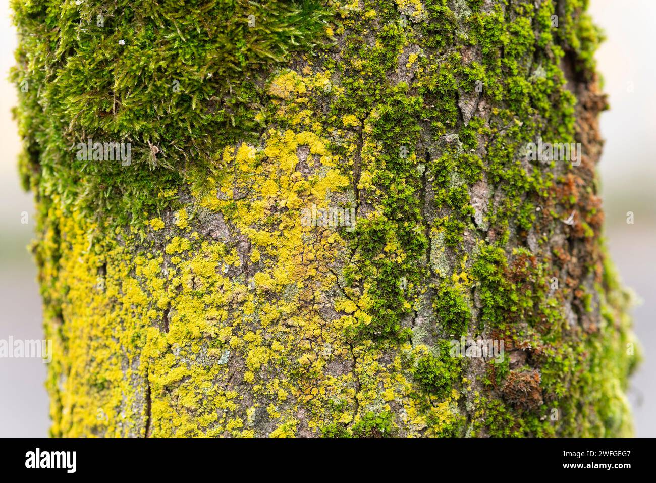 Mossy oak trunk hi-res stock photography and images - Alamy