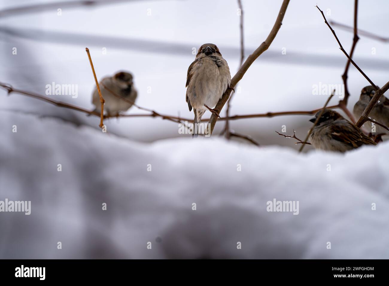 A group of sparrows perched on icy tree branches Stock Photo