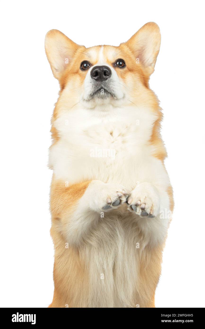 welsh corgi pembroke isolated on white background Stock Photo - Alamy