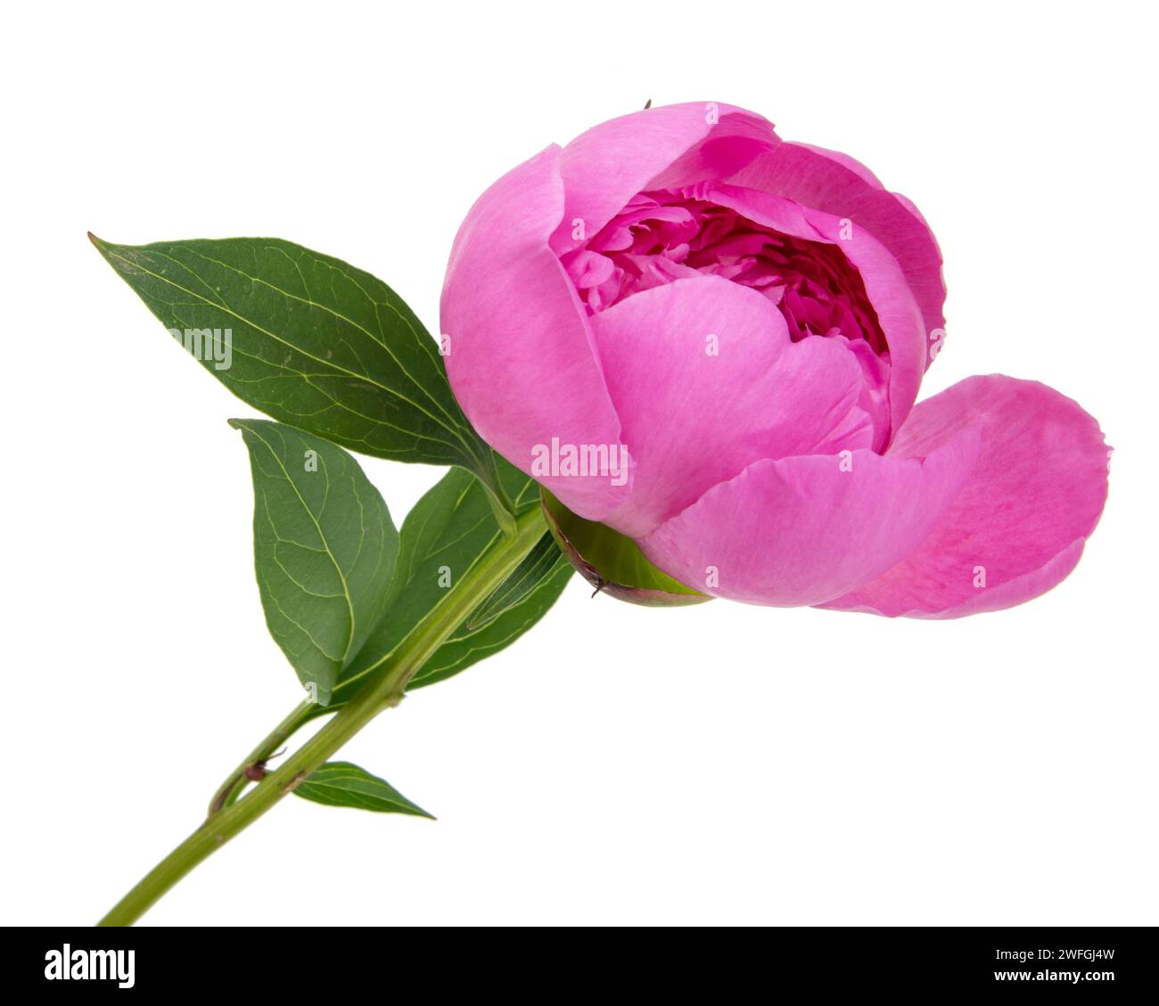 Beautiful fresh peony flower with leaves on white background Stock ...