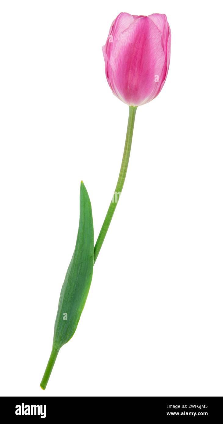 pink tulip flower isolated on white background Stock Photo - Alamy