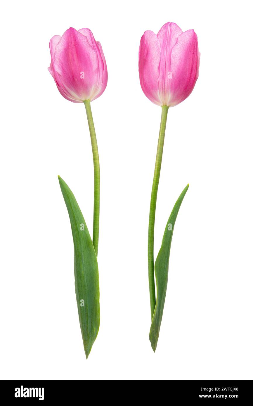 pink tulip flower isolated on white background Stock Photo - Alamy