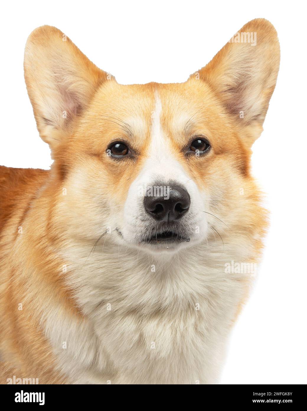 welsh corgi pembroke isolated on white background Stock Photo - Alamy