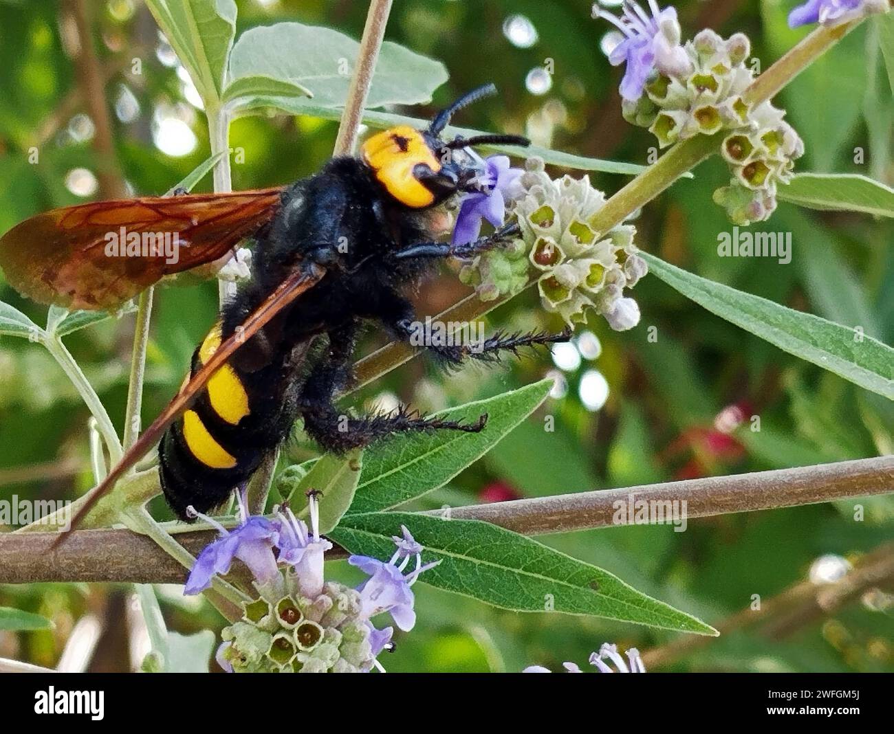 Yellow-fronted Scolia on a butterfly tree, one of the largest hymenoptera in Europe Stock Photo