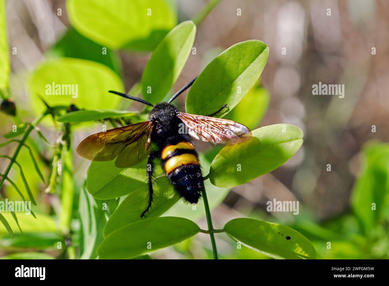 Yellow-fronted Scolia on a shrub, one of the largest hymenoptera in Europe Stock Photo