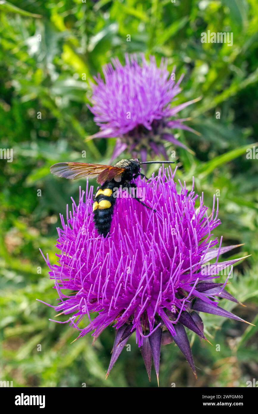 Scolia with Yellow Front on a thistle, one of the largest Hymenoptera in Europe | Stock Photo