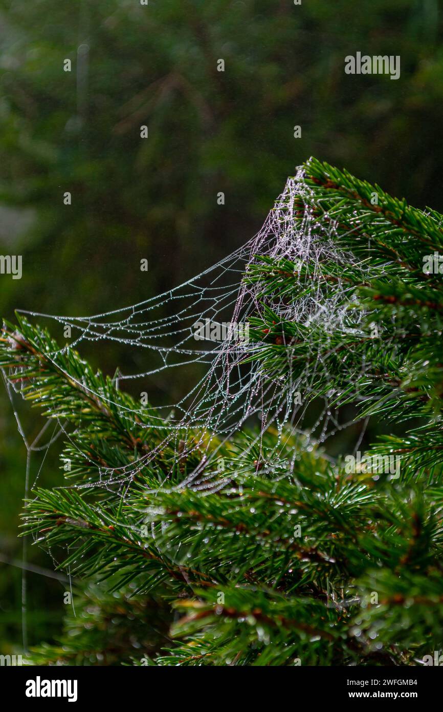 Cobweb strewn with small drops of water on a spruce branch in dense fog ...