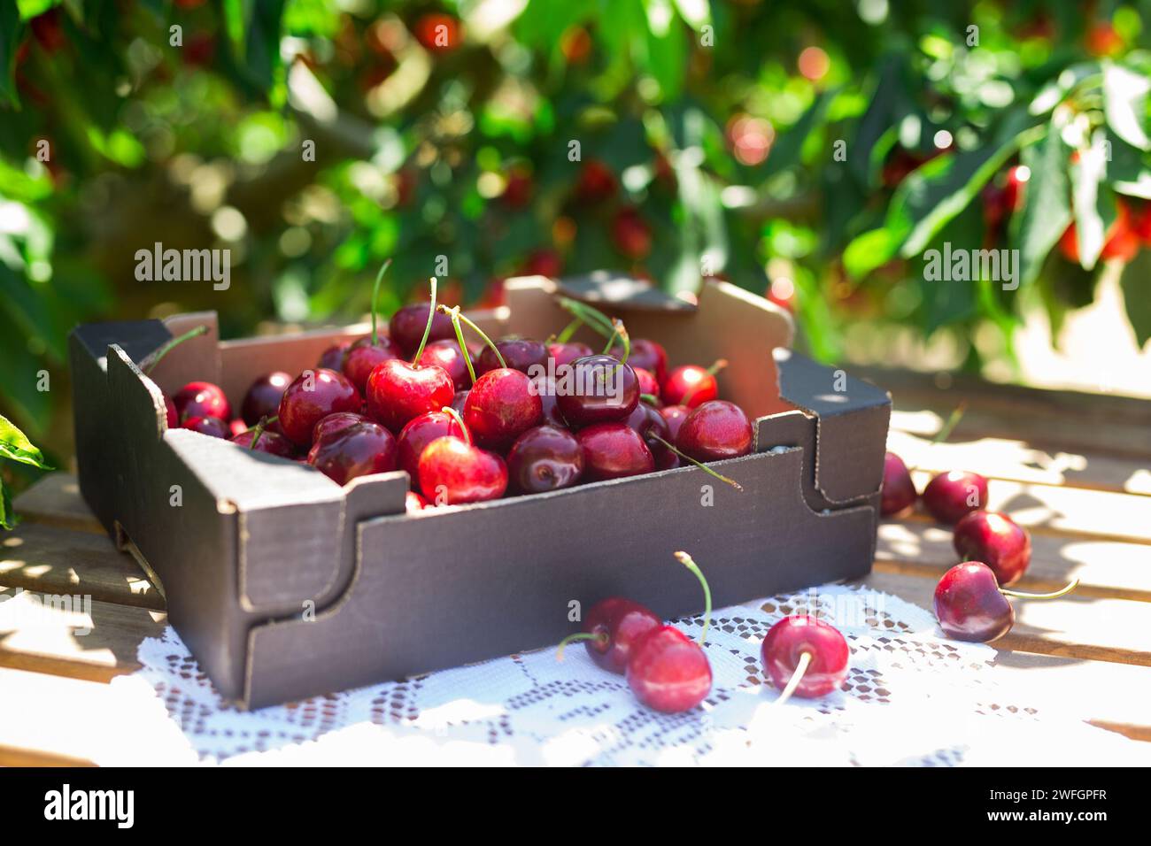 Ripe juicy cherries in black cardboard box on table in garden cherry trees Stock Photo