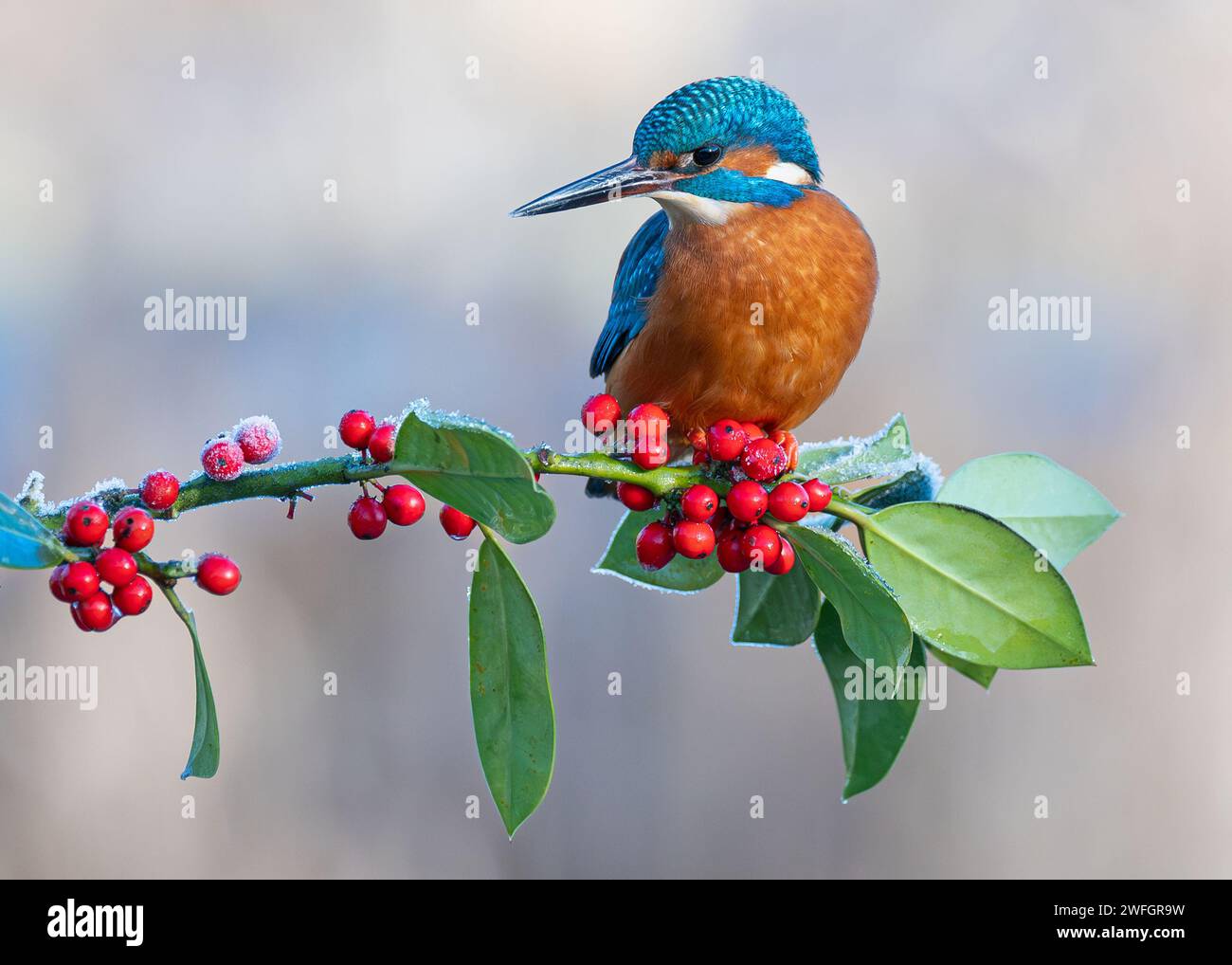 Vibrant bird   UK VIBRANT IMAGES of a Kingfisher striking a ballet pose on a Firethorn tree branch were captured on January 20 in Scotland.      The c Stock Photo