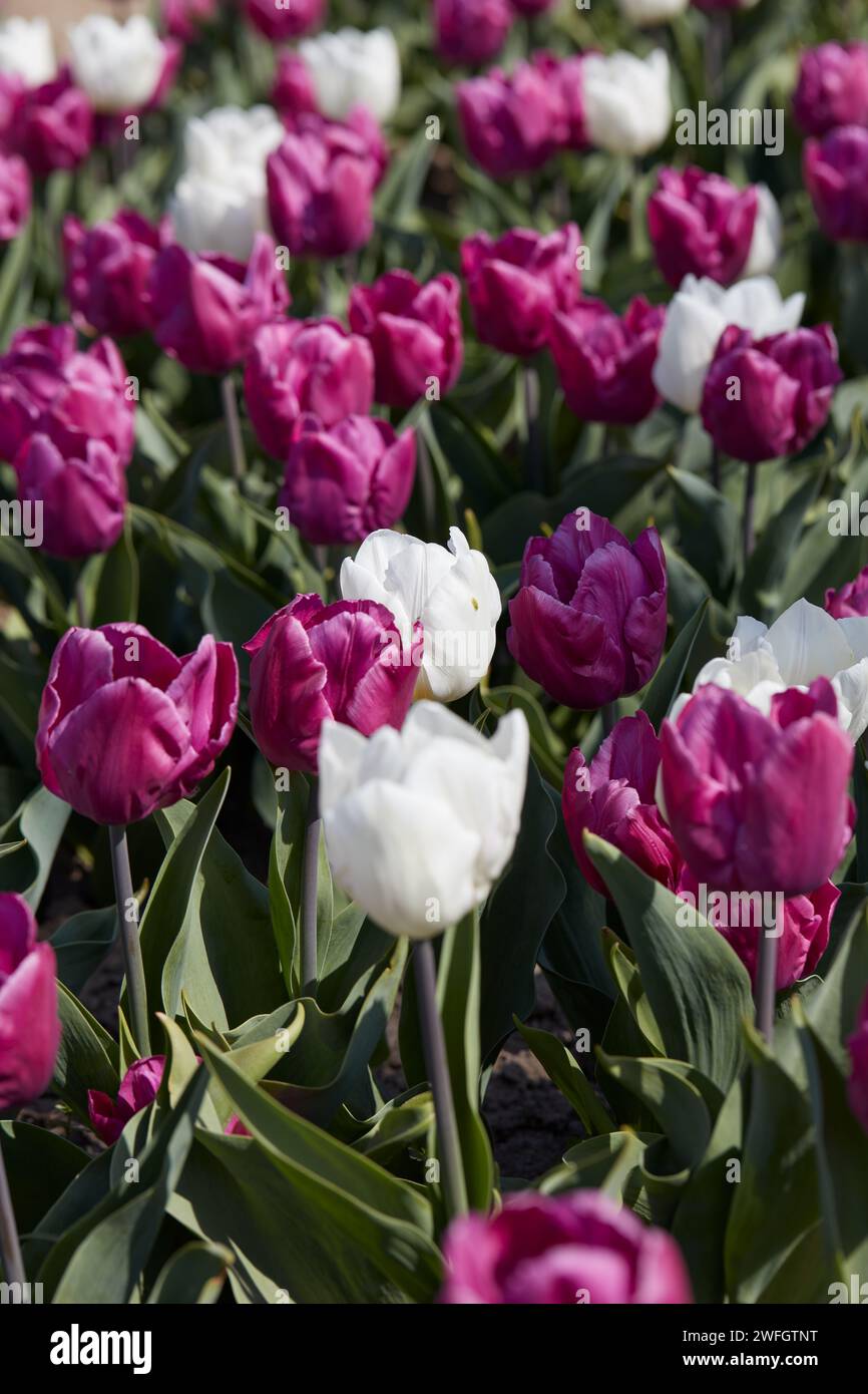 Tulip flowers in purple and white colors texture background  in spring sunlight Stock Photo