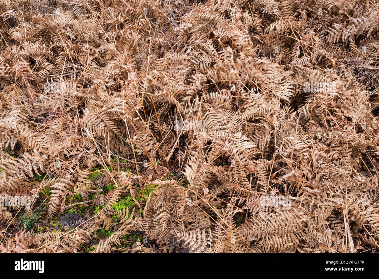 Dry bracken, Pteridium aquilinum, in Norfolk during winter. Stock Photo