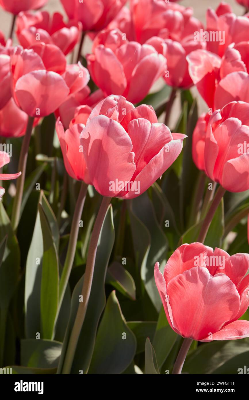 Tulip Pink Impression flowers in spring sunlight Stock Photo