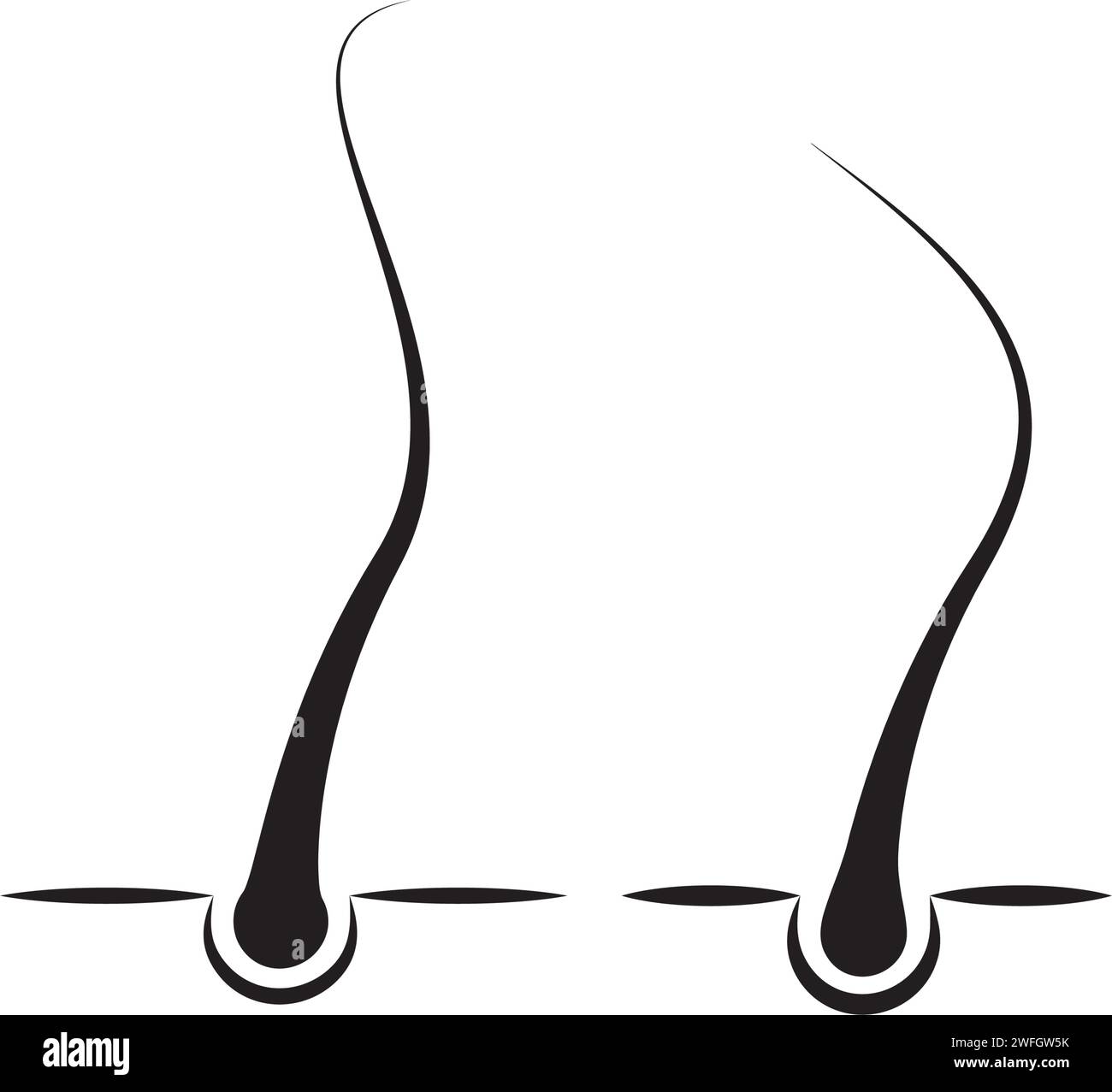 Hair cortex Black and White Stock Photos & Images - Alamy