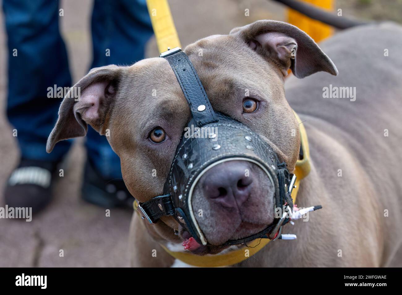 American bully best sale muzzle