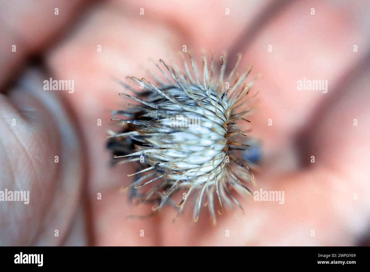Burdock fruit box (cuckold dock (Arctium lappa)). Hooks stick out and cling to animal hair and human clothing. - this is how seeds are propagated (sem Stock Photo