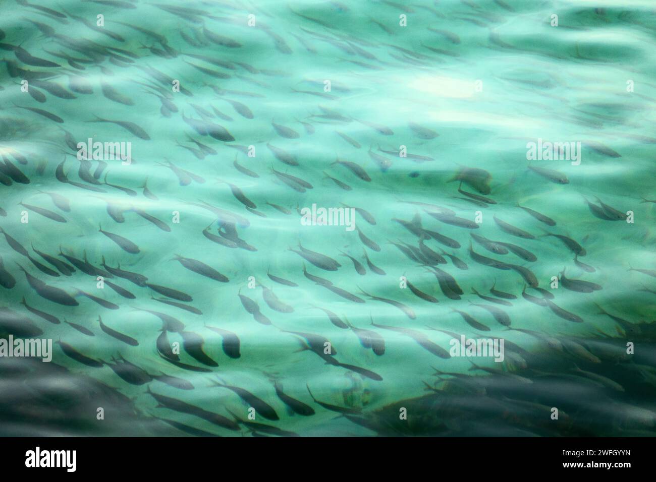 A flock of fish (fish school) under the rippling surface of the sea Stock Photo