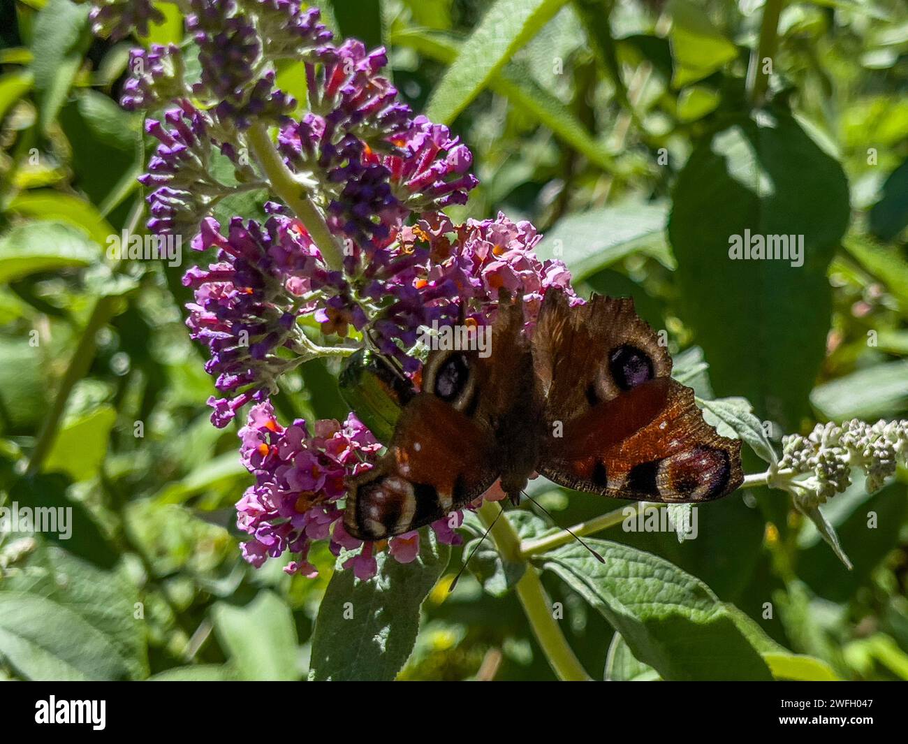 A Peacock butterfly (Aglais io) on a buddleia Stock Photo - Alamy