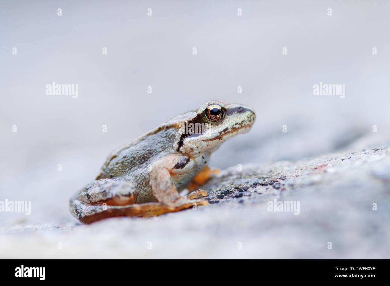 common frog, grass frog (Rana temporaria), sitting on a rock, France Stock Photo
