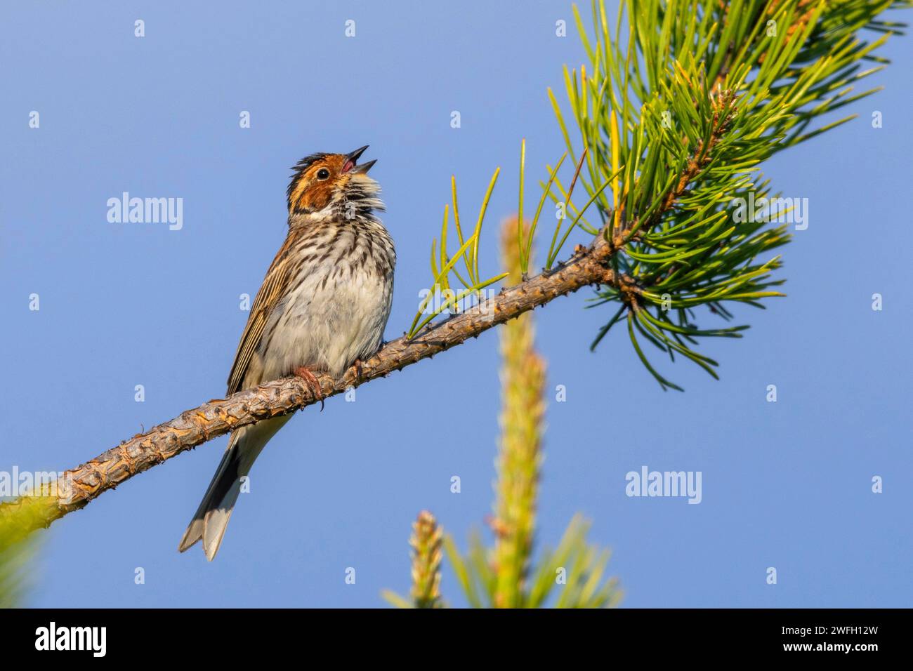 little bunting (Emberiza pusilla), male sits in a pine tree and sings, Finland, Kuusamo Stock Photo