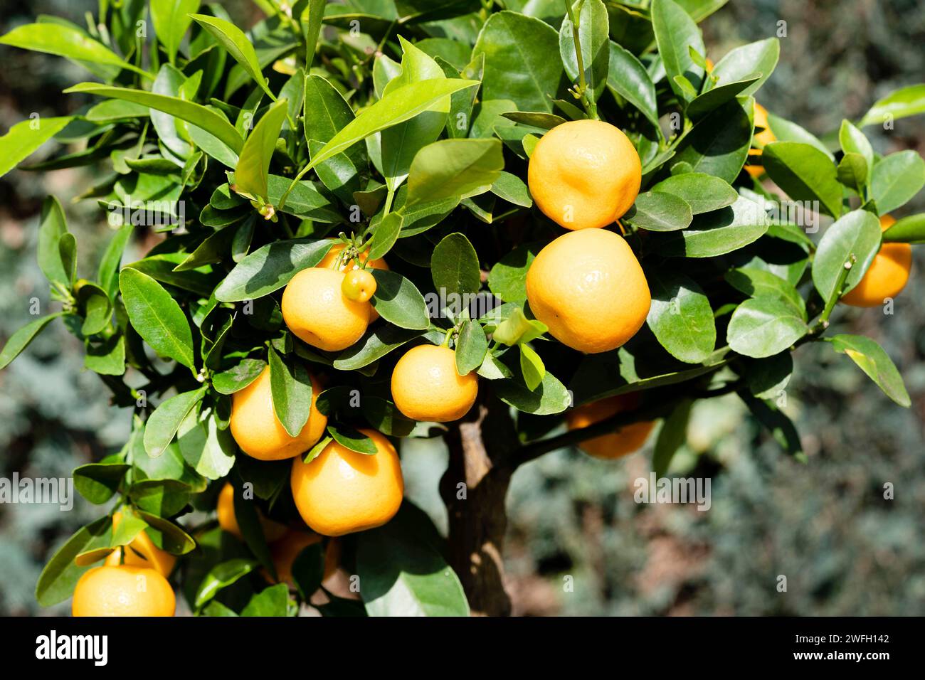 Calamondin, Calomondin, Camalmansi (Citrus madurensis, Citrofortunella microcarpa, Citrus fortunella, Citrus mitis), Potted plant with fruits Stock Photo