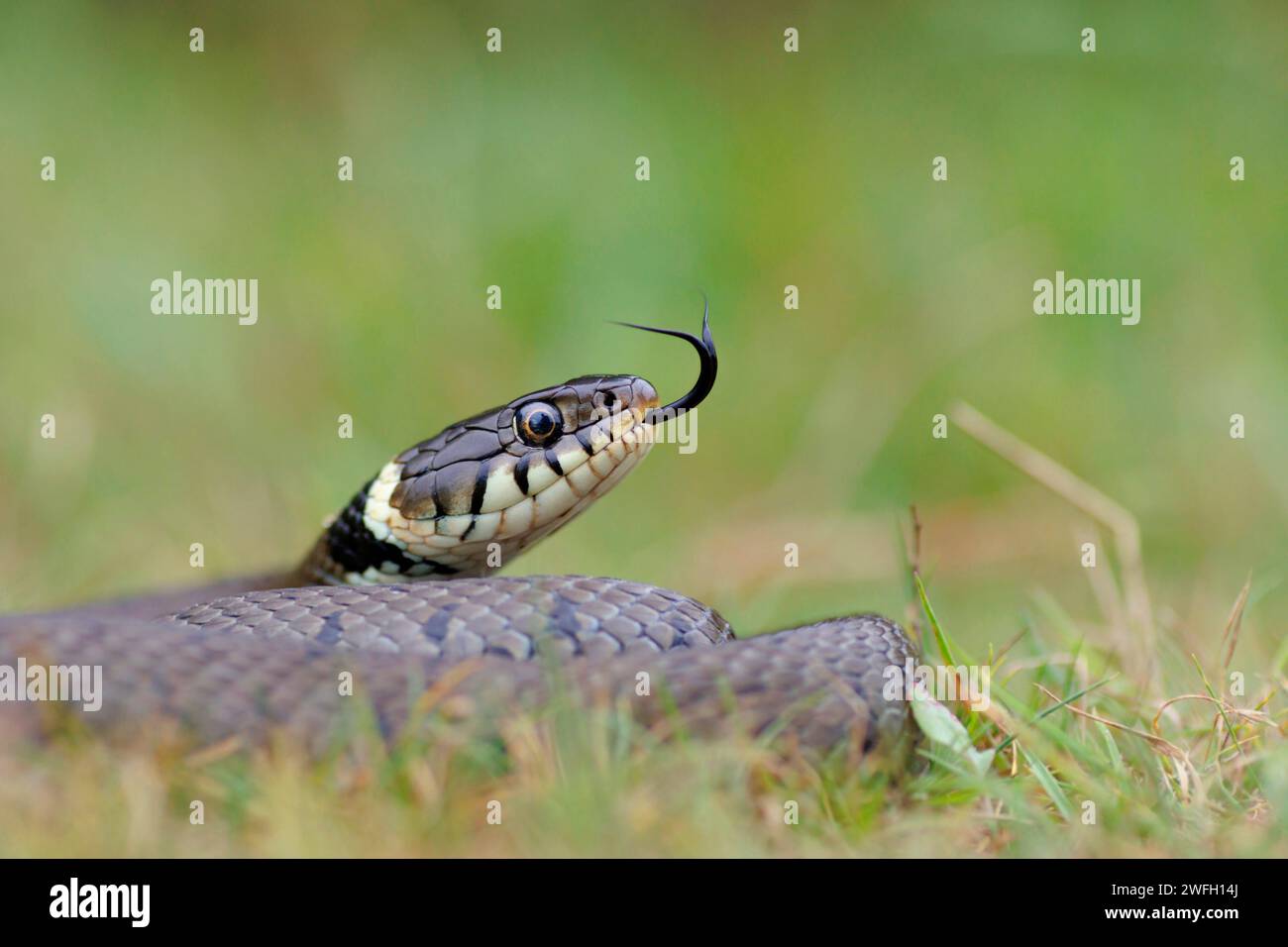 Barred Grass Snake (Natrix natrix helvetica, Natrix helvetica), flicking tongue out, France, Arles Stock Photo