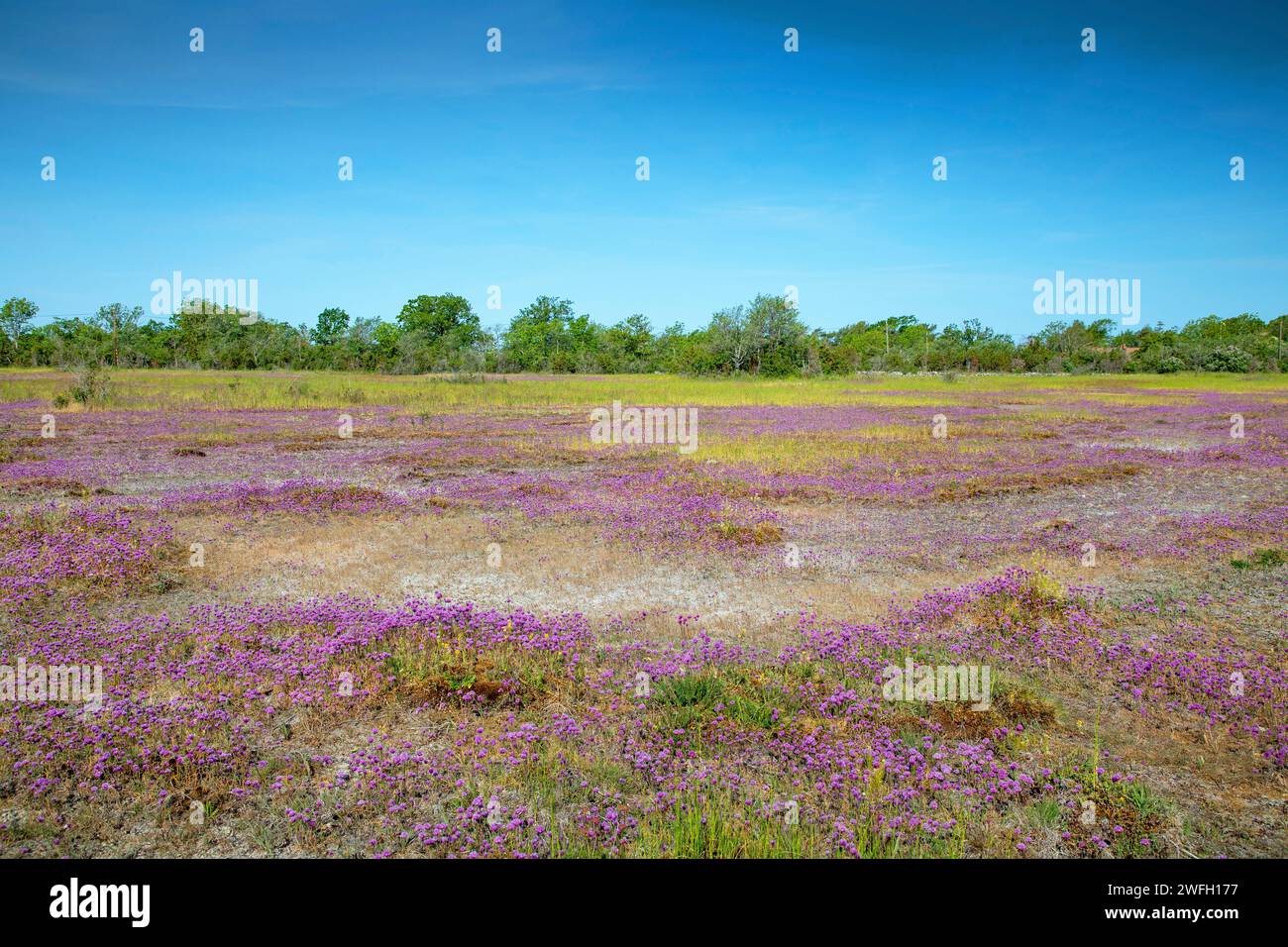 chives, sand leek (Allium schoenoprasum), flowering plants in the Stora Alvaret, Sweden, Oeland, Byxelkrok Stock Photo