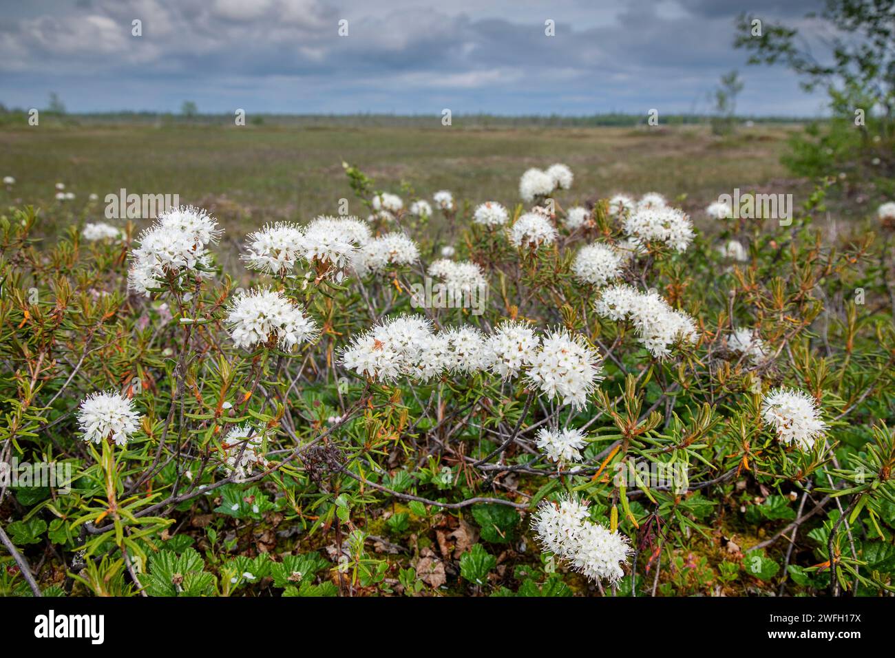 Wild Rosemary, Marsh Labrador tea, northern Labrador tea (Ledum palustre, Rhododendron tomentosum, Rhododendron palustre), blooming in a mire, Finland Stock Photo