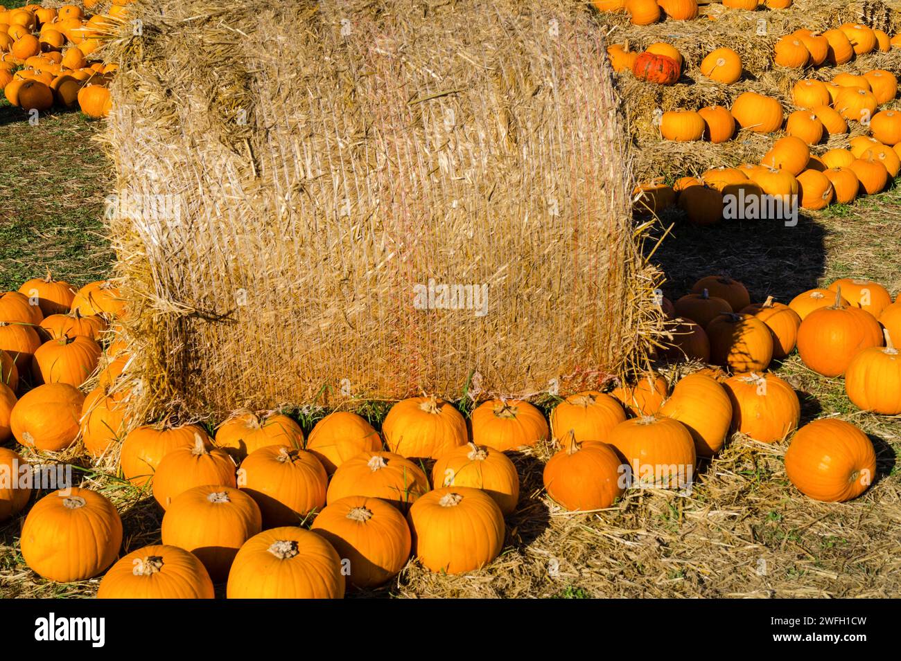 various pumpkins on sale Stock Photo