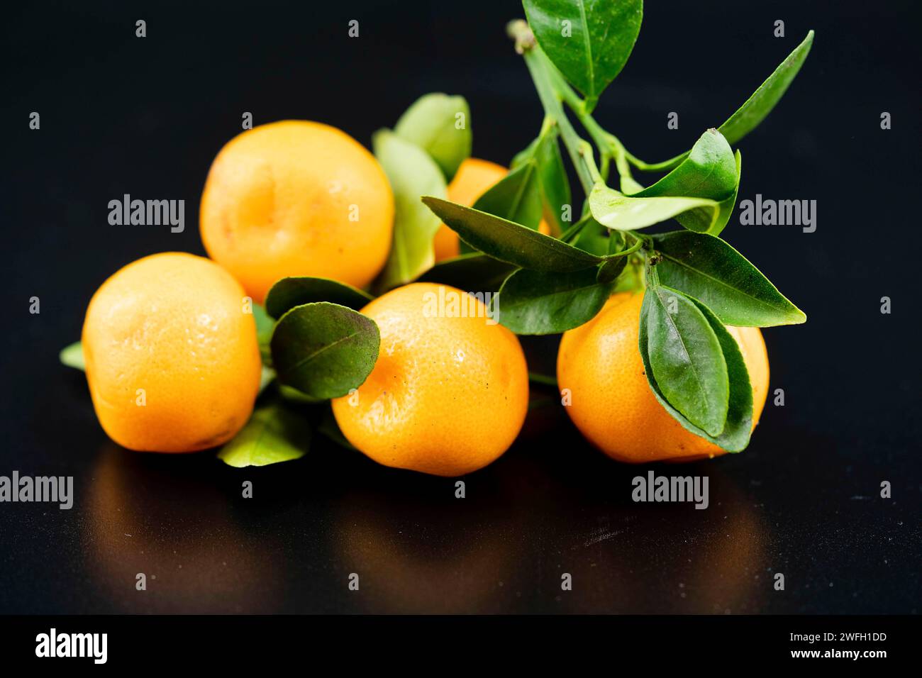 Calamondin, Calomondin, Camalmansi (Citrus madurensis, Citrofortunella microcarpa, Citrus fortunella, Citrus mitis), Fruits on a black background Stock Photo