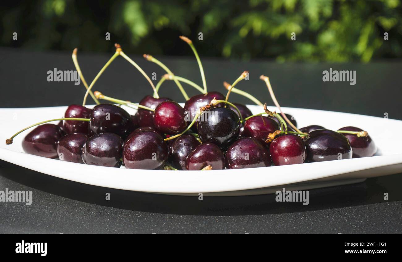 Cherry tree, Sweet cherry (Prunus avium), sweet cherries on a plate Stock Photo