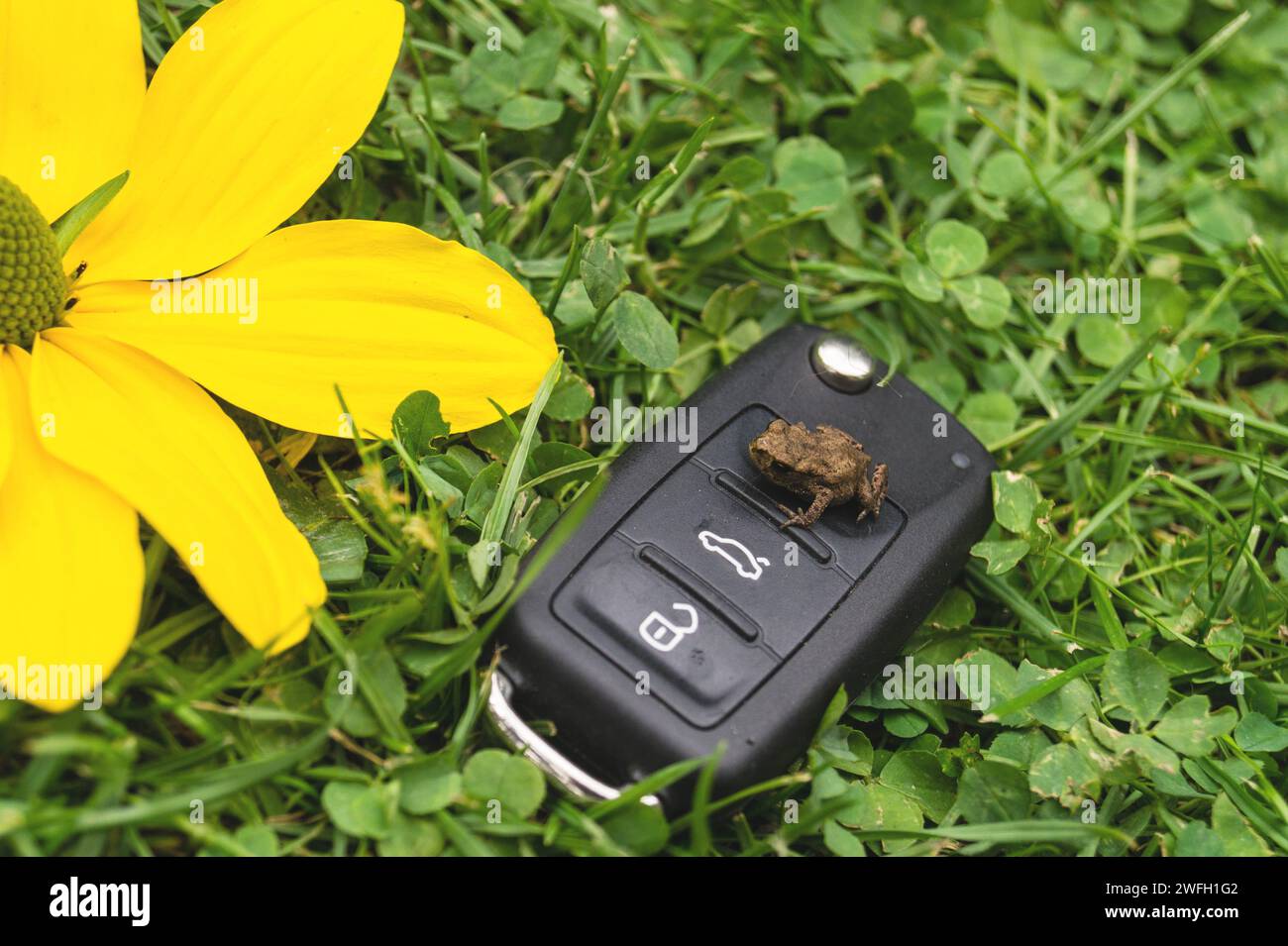 car key, toad and yellow flower in a meadow, symbol for e-mobility Stock Photo