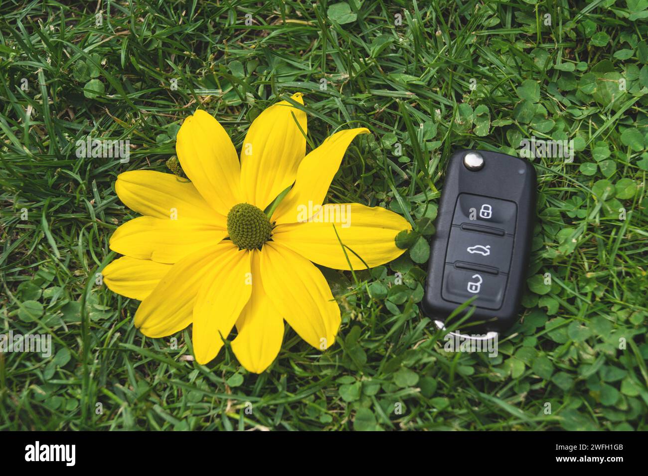 car key and yellow flower in a meadow, symbol for e-mobility Stock Photo