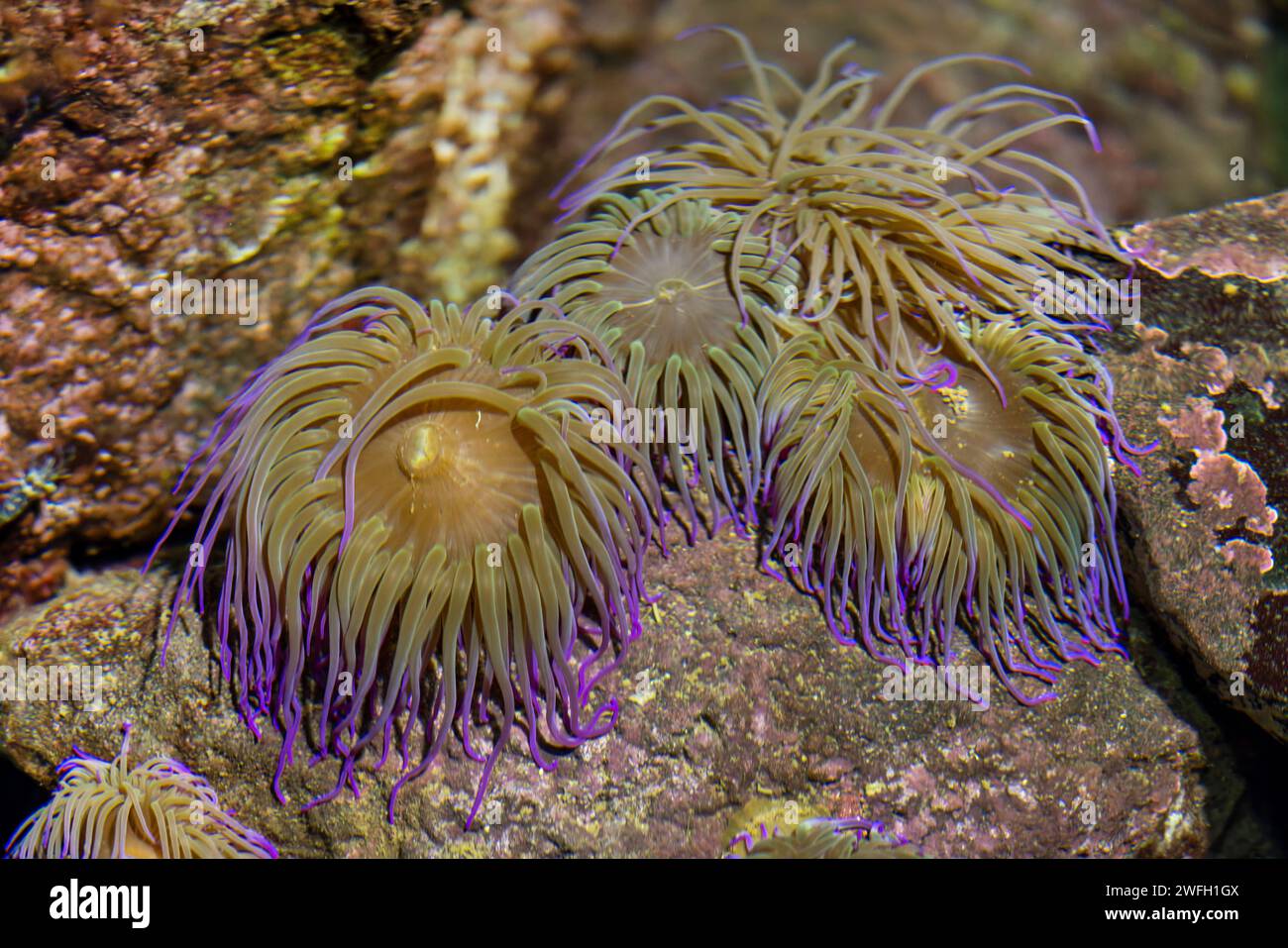 Sea anemone anemonia sulcata hi-res stock photography and images