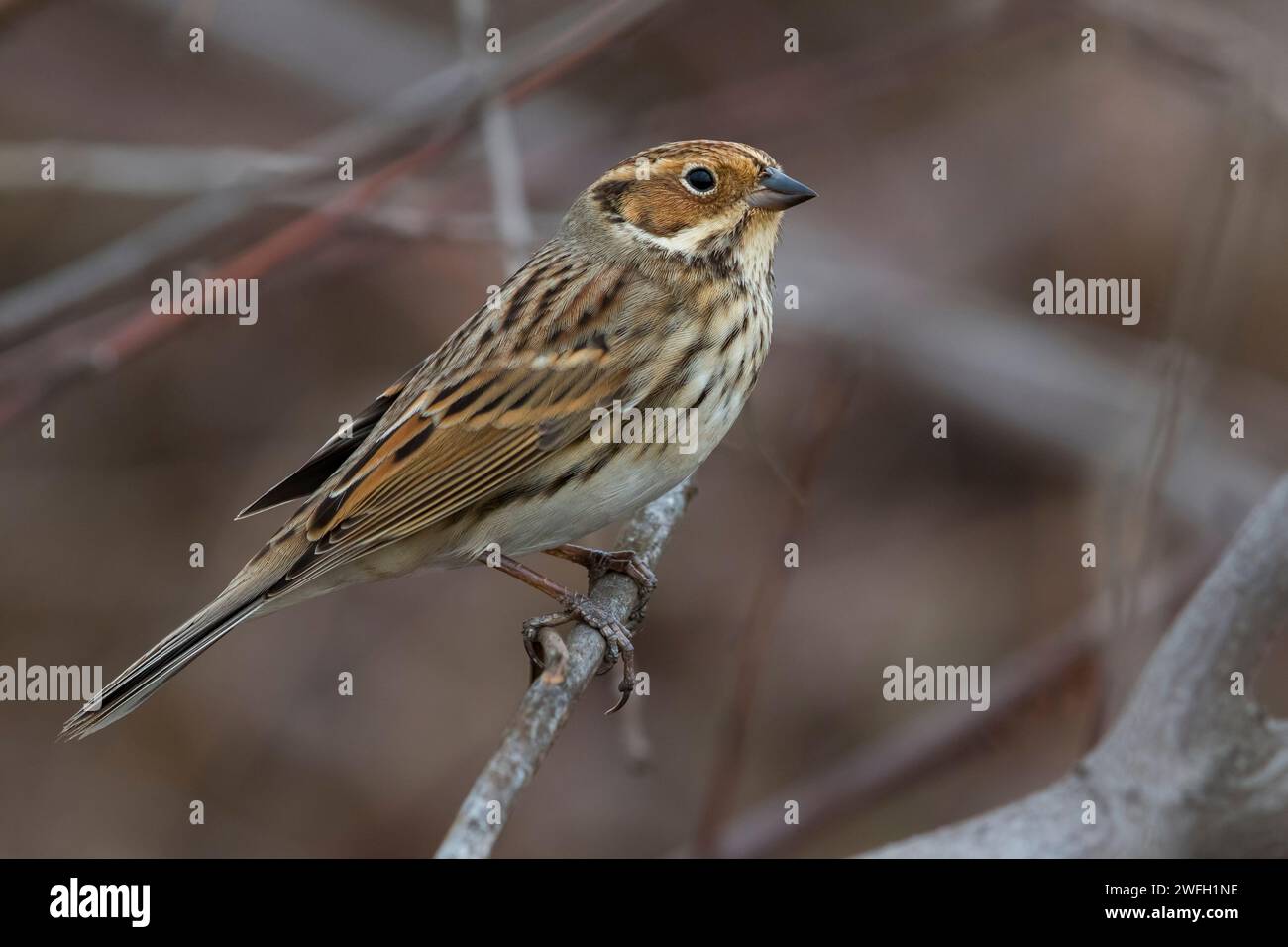 little bunting (Emberiza pusilla), perching on a branch, side view, China, Hebei Stock Photo