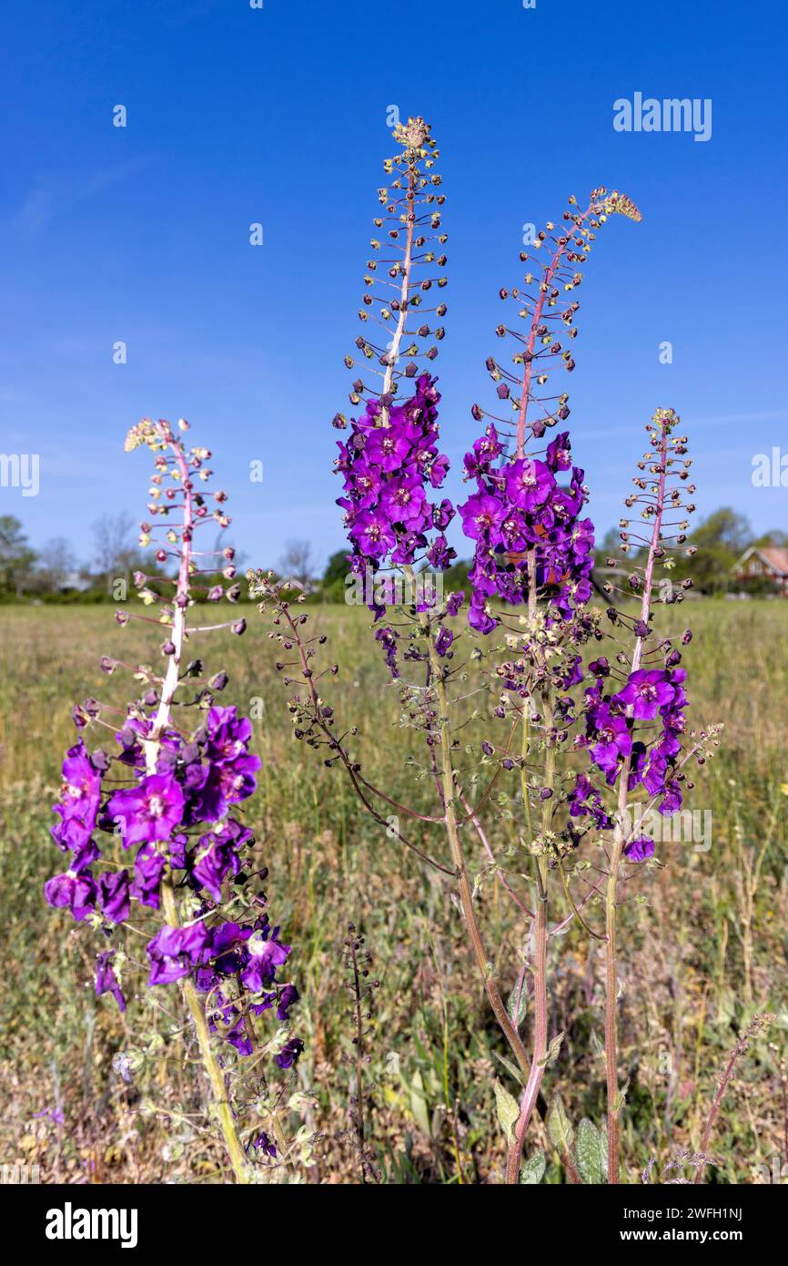 purple mullein, ornamental mullein (Verbascum phoeniceum), blooming, Sweden, Oeland, Byxelkrok Stock Photo