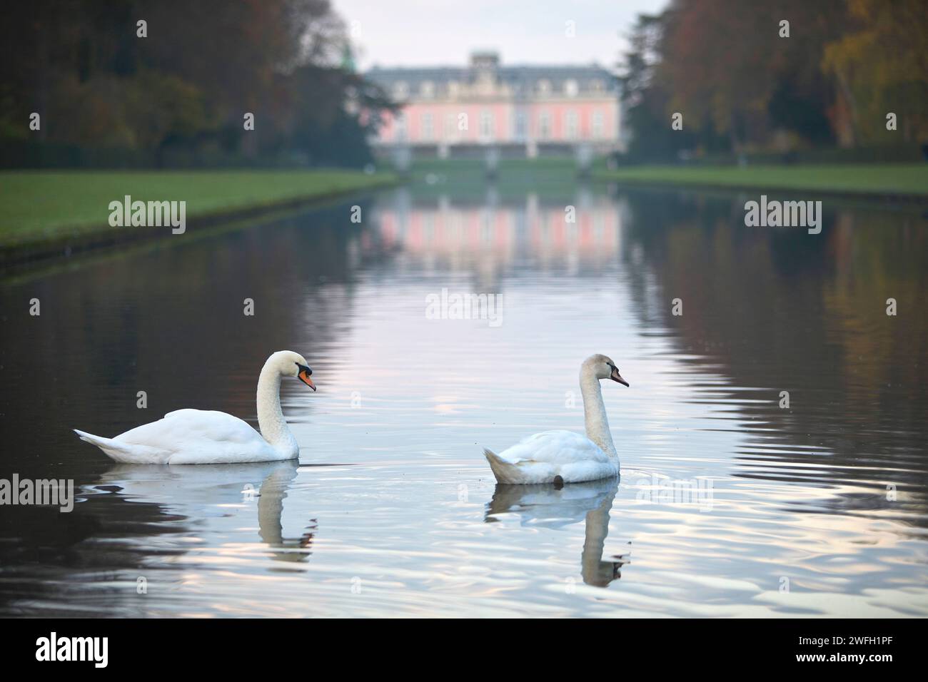 two swans on the mirror pond in front of Benrath Castle, Germany, North Rhine-Westphalia, Lower Rhine, Dusseldorf Stock Photo