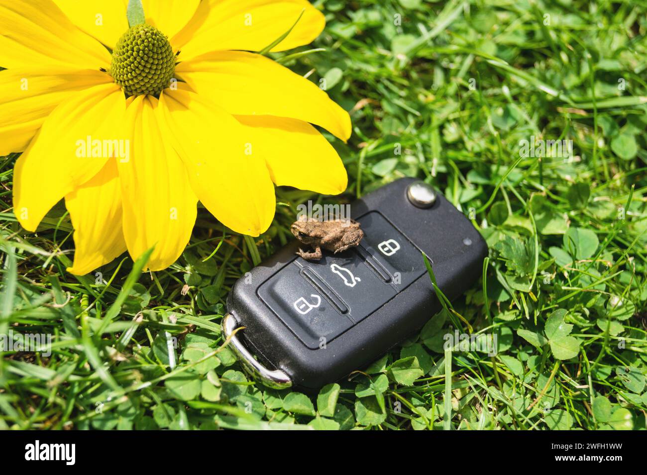 car key, toad and yellow flower in a meadow, symbol for e-mobility Stock Photo