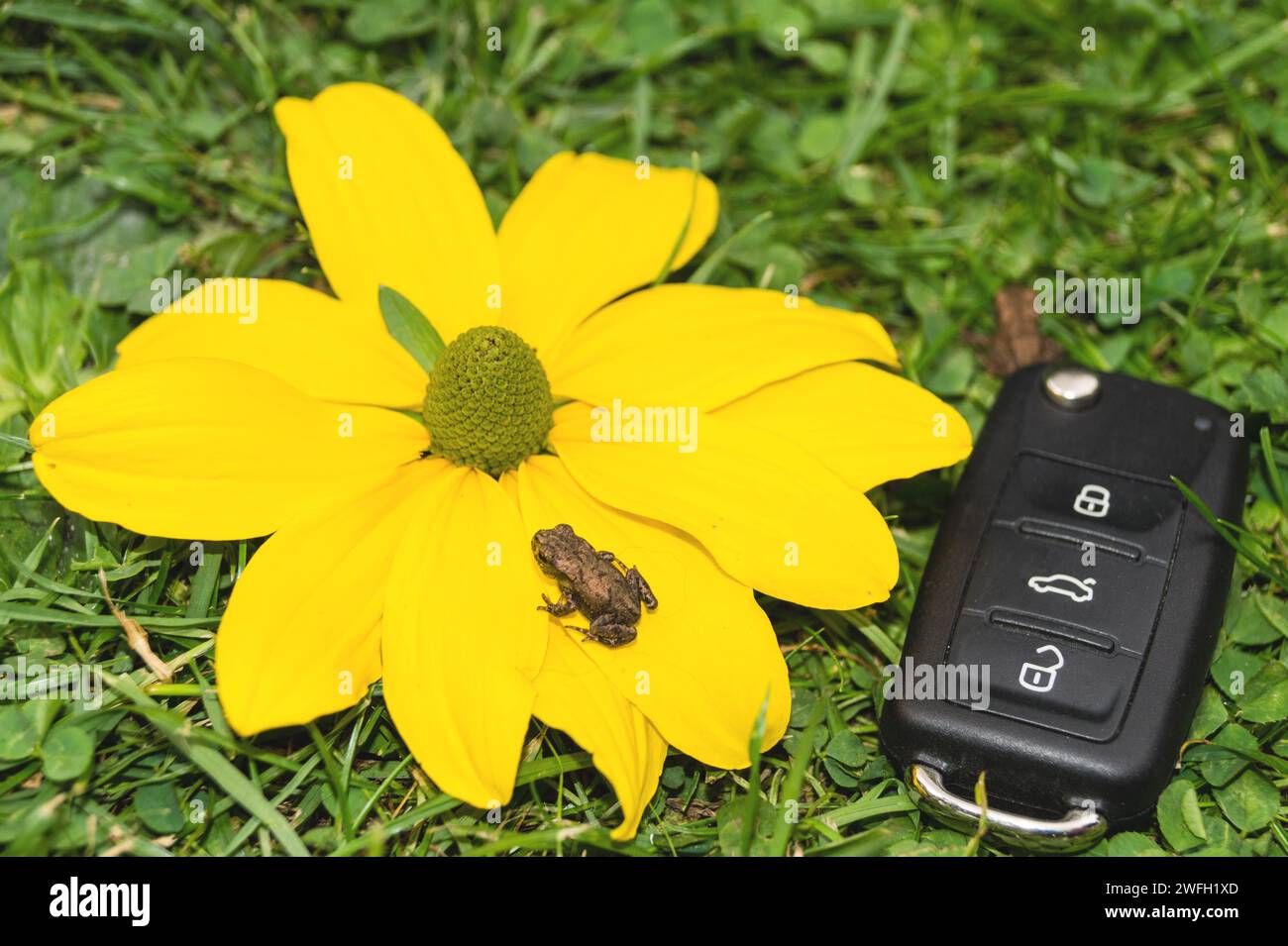 car key, toads and yellow flower in a meadow, symbol for e-mobility Stock Photo