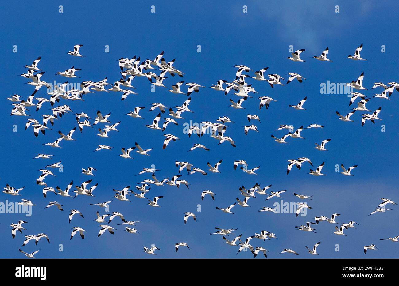 pied avocet (Recurvirostra avosetta), large swarm flies in the sky, Netherlands, Frisia Stock Photo