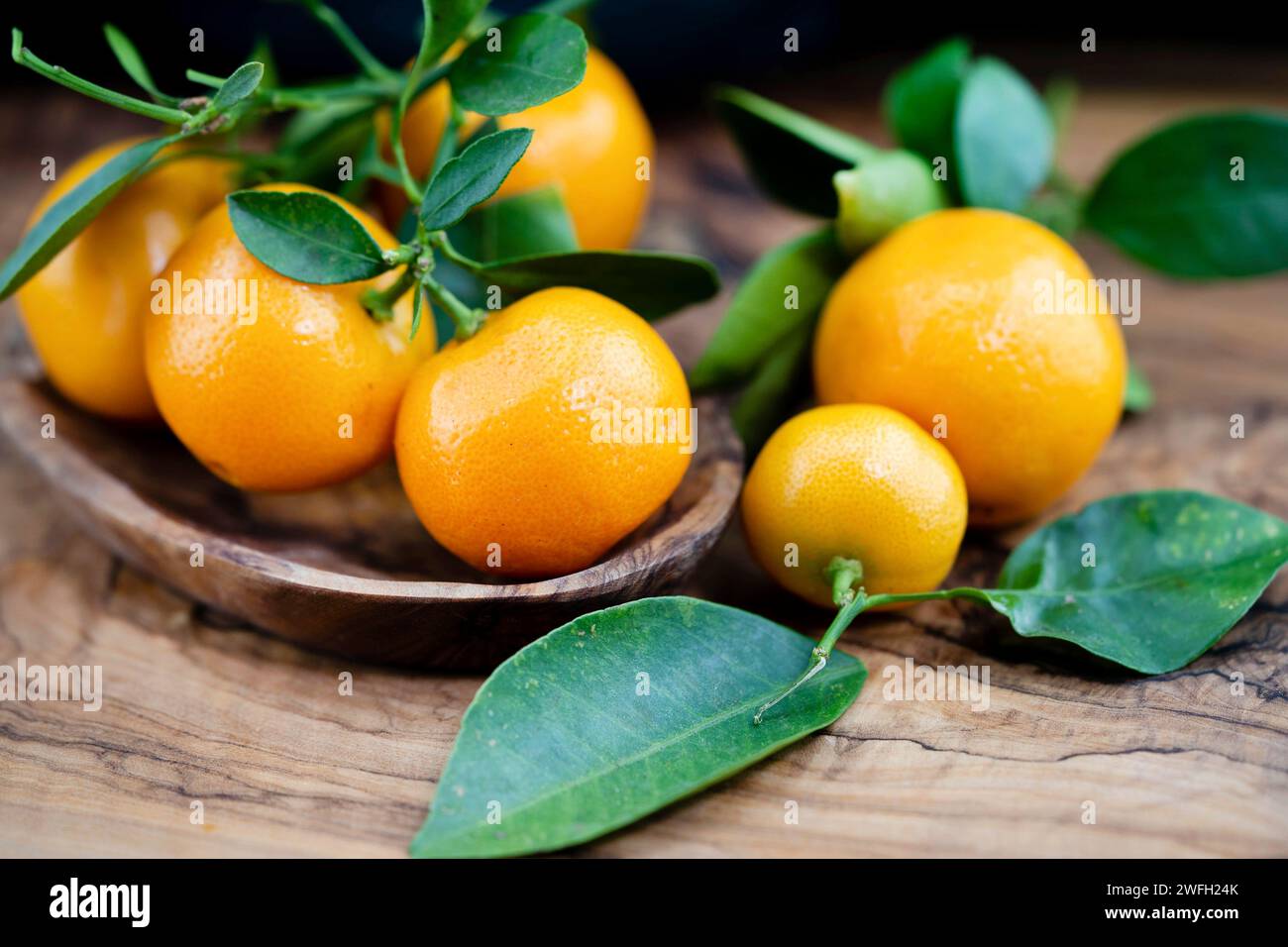 Calamondin, Calomondin, Camalmansi (Citrus madurensis, Citrofortunella microcarpa, Citrus fortunella, Citrus mitis), Fruit on a plate on the table Stock Photo