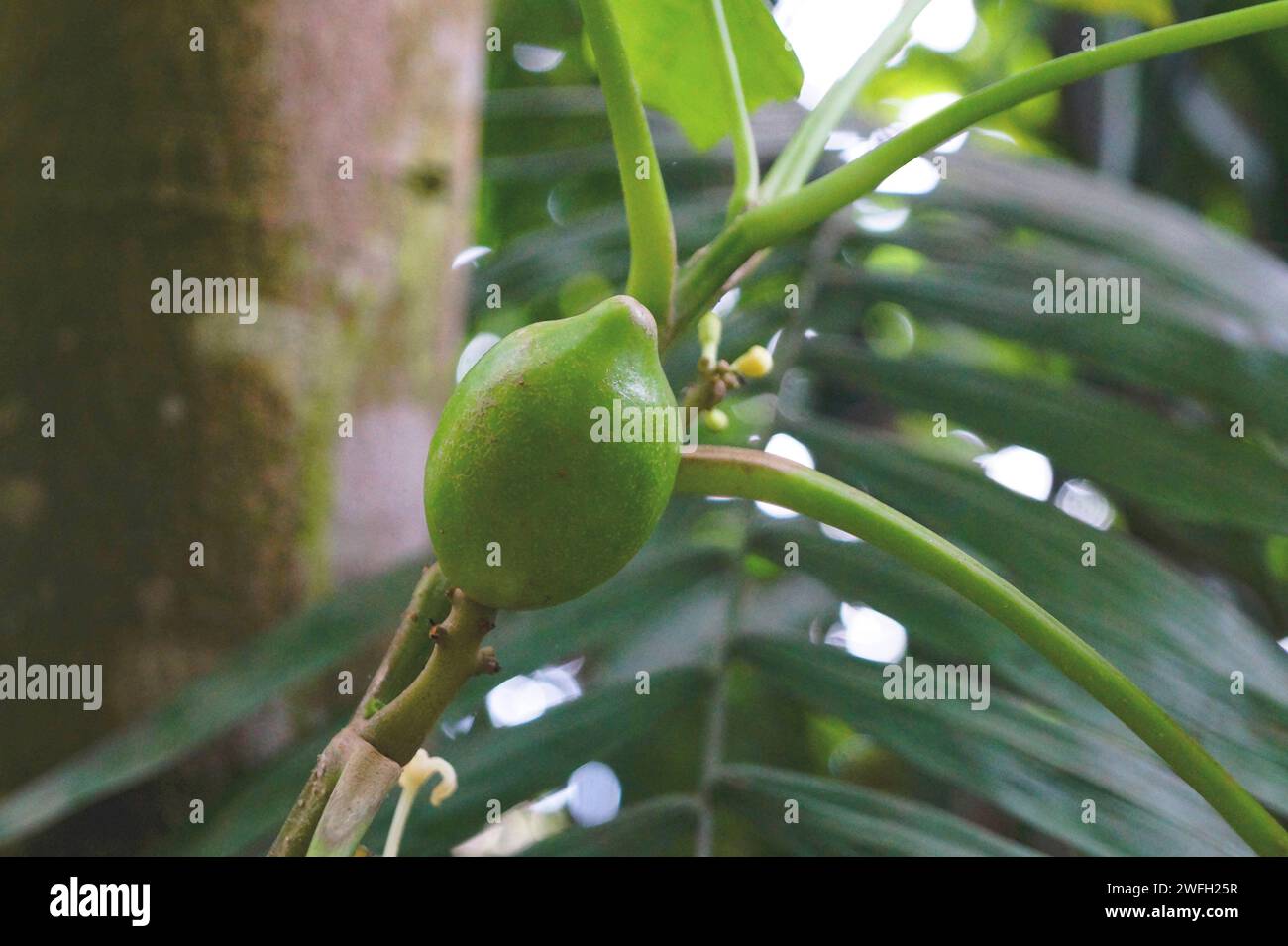papaya, papaw, paw paw, mamao, tree melon (Carica papaya), young fruit on a tree Stock Photo