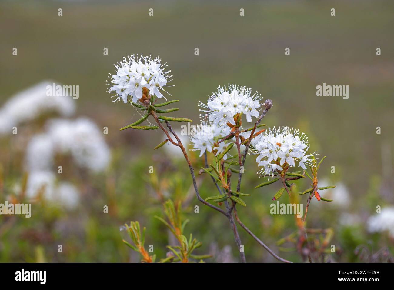 Wild Rosemary, Marsh Labrador tea, northern Labrador tea (Ledum palustre, Rhododendron tomentosum, Rhododendron palustre), blooming, Finland, Lapland, Stock Photo
