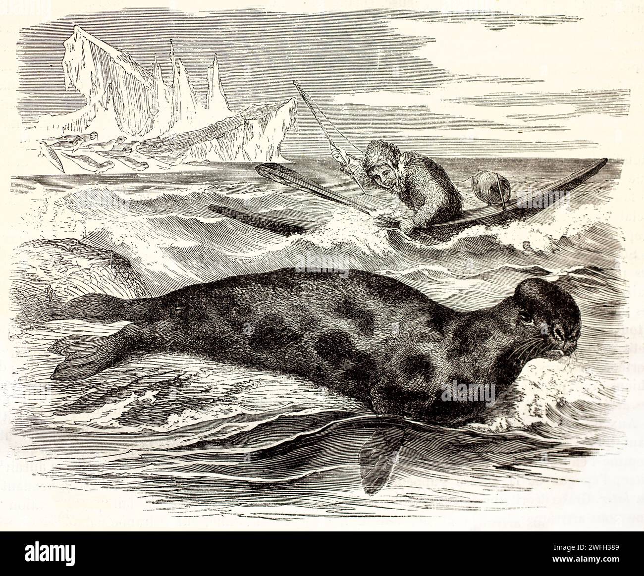 Old engraved illustration of Hooded Seal. Created by Kertschmer, published on Brehm, Les Mammifers, Baillière et fils, Paris, 1878 Stock Photo