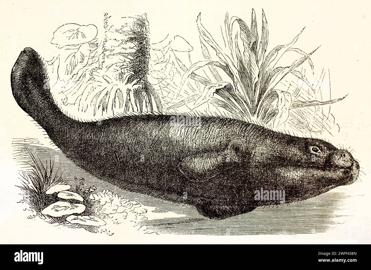 Old engraved illustration of Manatee. Created by Kertschmer, published on Brehm, Les Mammifers, Baillière et fils, Paris, 1878 Stock Photo