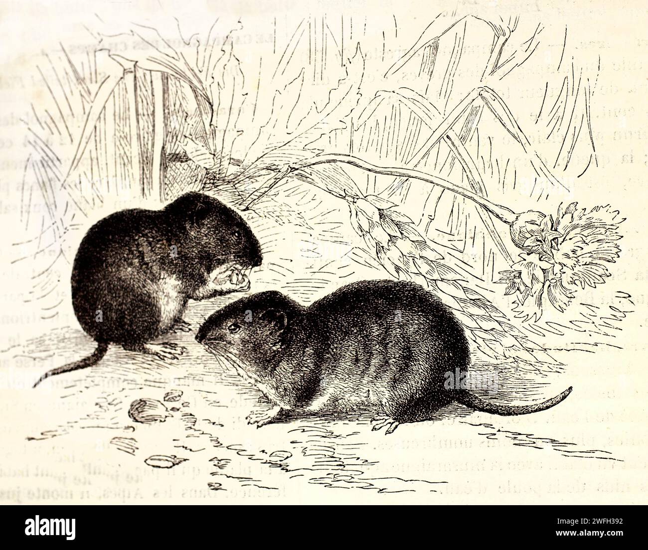 Engraved natural proportions hi-res stock photography and images - Alamy