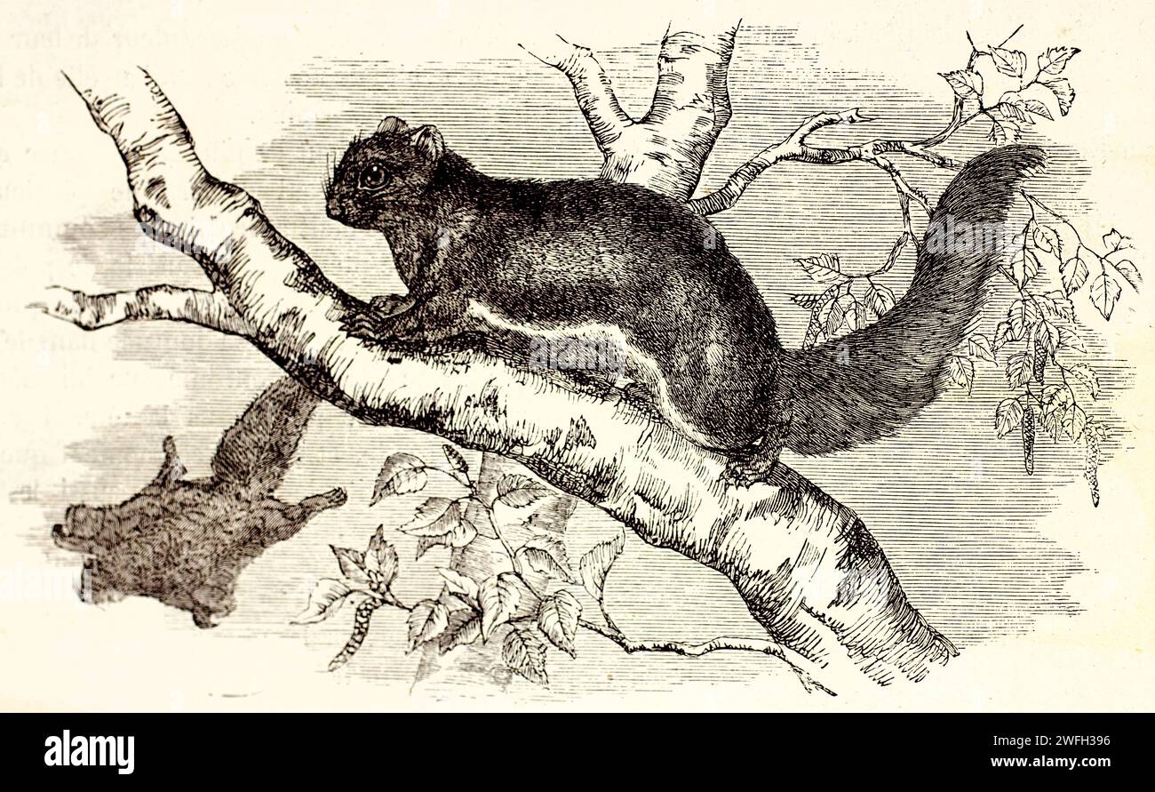 Old engraved illustration of Siberian Flying Squirrel. Created by Zimmermann, published on Brehm, Les Mammifers, Baillière et fils, Paris, 1878 Stock Photo