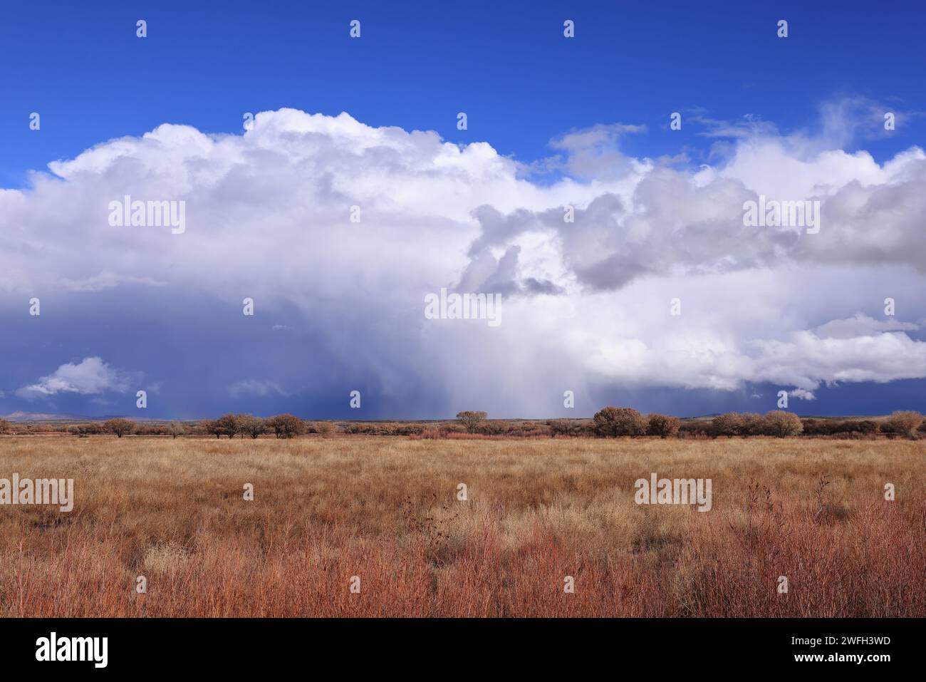 Bosque del lapache hi-res stock photography and images - Alamy
