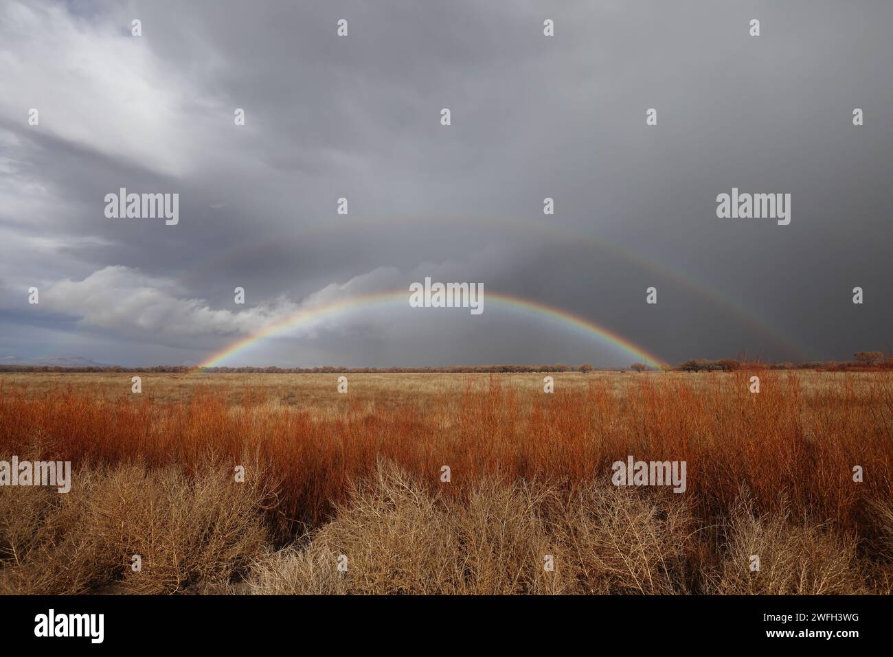 Bosque del lapache hi-res stock photography and images - Alamy